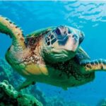 Sea Turtle Nesting Season is Here!