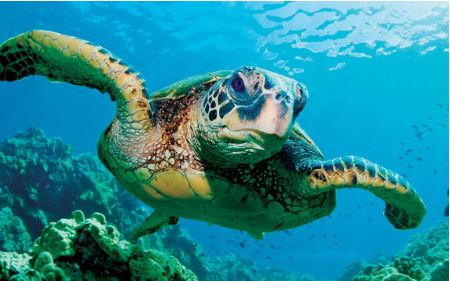 Sea Turtle Nesting Season is Here!